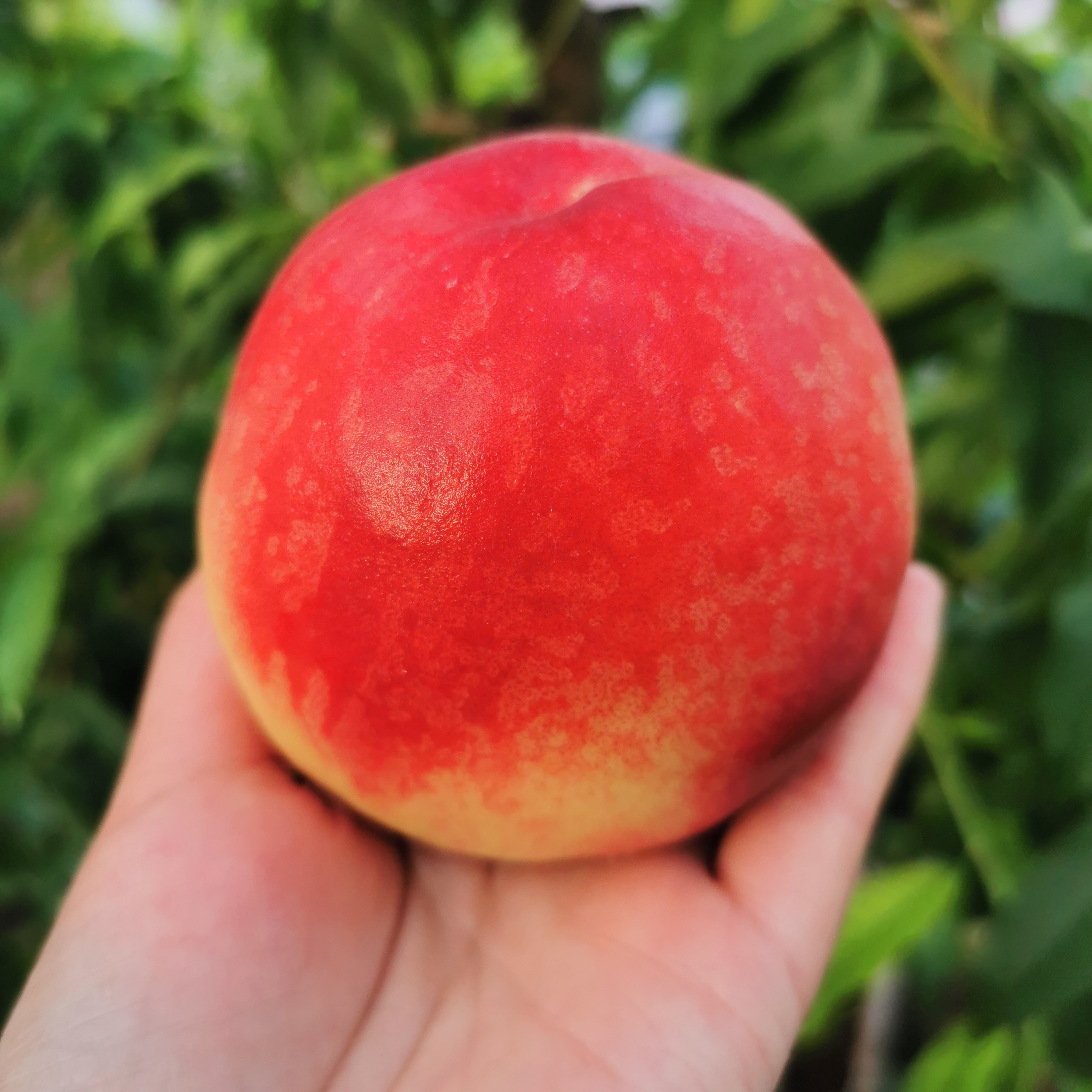 沙河人家生态园【现摘现货水蜜桃】净重4-4.5斤带箱5斤现摘现发新鲜毛桃水蜜桃2