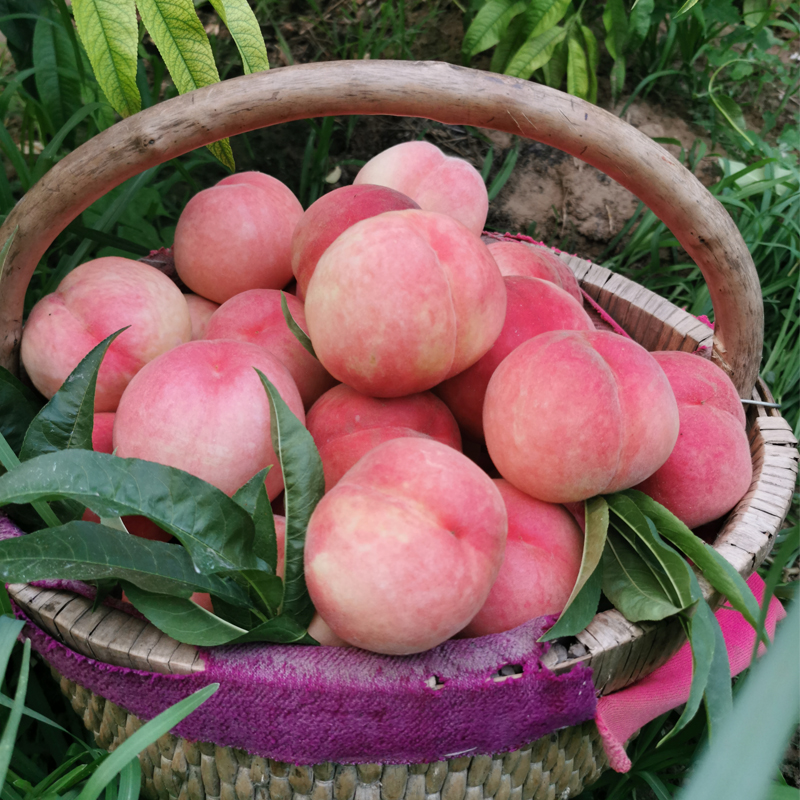 沙河人家生态园【现摘现货水蜜桃】净重4-4.5斤带箱5斤现摘现发新鲜毛桃水蜜桃1