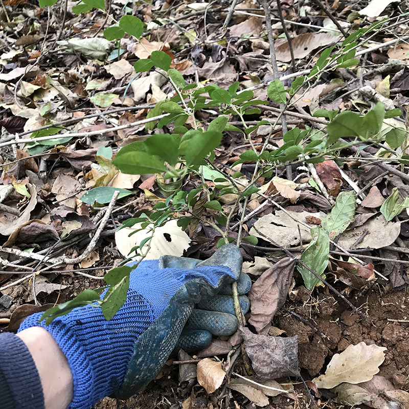 新鲜柘树苗穿破石树苗构棘山野荔枝树根茎叶果实可种植中草药苗