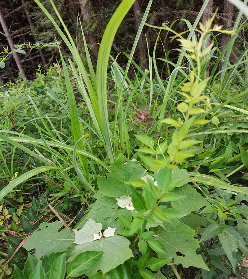 野生霉茶藤茶树苗 显齿舌葡萄藤苗 三年 五年 多年生藤本植物容易 - 图0