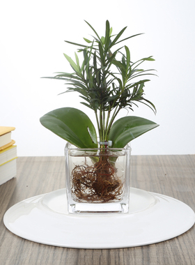 水培植物睡莲铜钱草容器玻璃花瓶