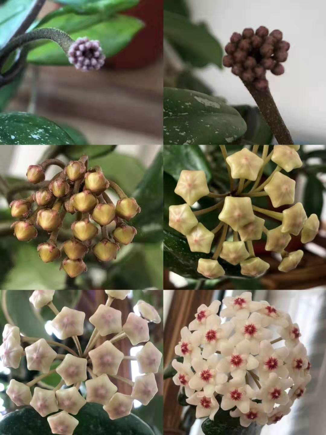 室内藤本植物花卉 银斑白花球兰 球兰花盆栽 带花梗发货 当年开花 - 图1