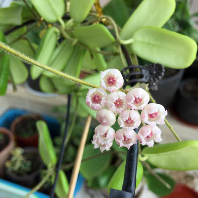 球兰花苗盆栽 小方叶球兰 hoya square - 图0