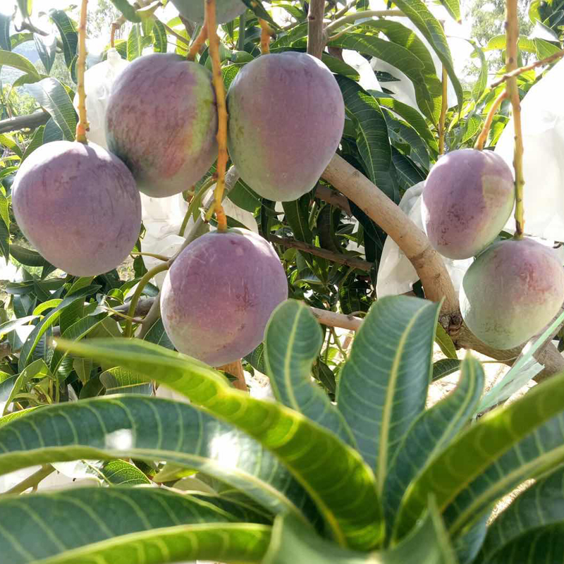 【老村长】攀枝花芒果当季水果新鲜香芒彩芒带箱10斤整箱包邮-图1