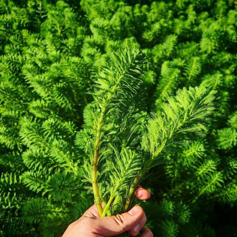 狐尾藻鱼缸造景植物净化水质养殖水培小龙虾水草淡水盆栽狐尾草,淘宝优惠券,粉丝福利购,淘宝优惠卷
