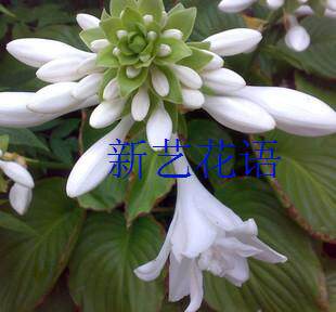 庭院地被植物花坛绿化室内盆栽地栽白玉簪花紫玉簪花既观叶又观花 - 图1