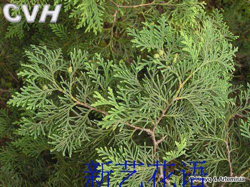 绿化苗四季常青行道灌木松柏侧柏扁柏侧柏树苗香柏可以嫁接龙柏 - 图1