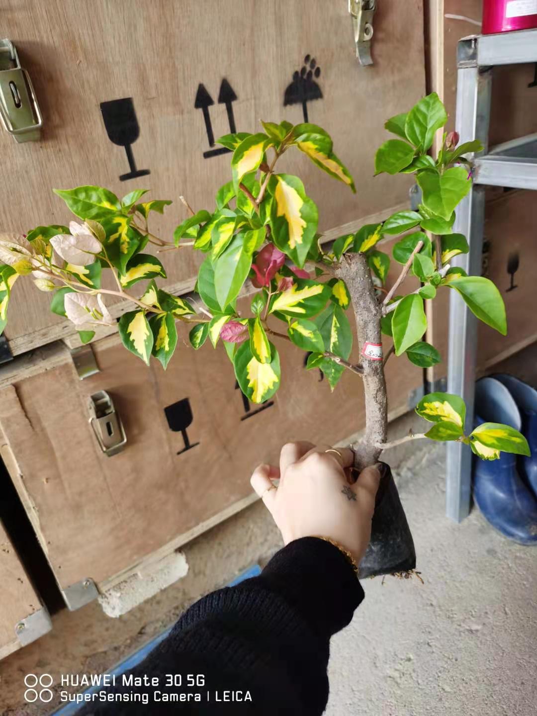 金心双色三角梅本店满48元自动包邮,淘宝优惠券,粉丝福利购,淘宝优惠卷