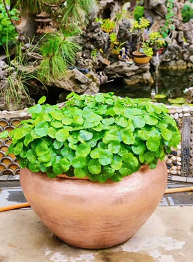 纯手工制作铜水缸门海养鱼缸睡莲缸复古花盆陶瓷花盆招财缸