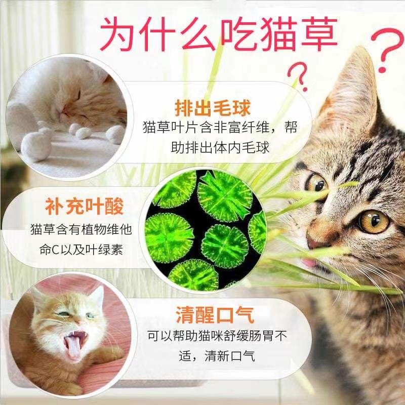 小麦种子猫草盆栽育苗盘无土栽培麦芽糖芽苗菜水培麦苗种榨汁零食-图1