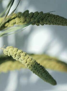 天然谷穗小米穗干花花束五谷丰登家居摆件装饰拍摄道具插花永生花