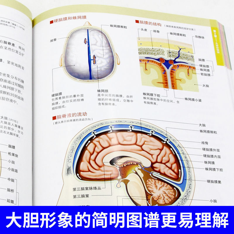 正版全新3D人体解剖图人体肌肉解剖运动解剖学断层局部解剖学图谱解剖书教材卫生解剖生理学专业基础医学书医学图谱3d人体解刨图-图0