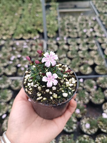 紫花六月雪盆景悬崖素材苗石来转运微型小盆栽绿植花卉红色 - 图0