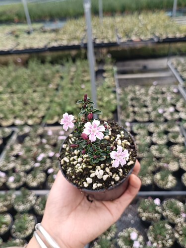 紫花六月雪盆景悬崖素材苗石来转运微型小盆栽绿植花卉红色 - 图3