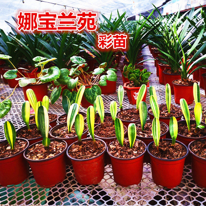长春君子兰精品彩兰小苗鸳鸯瓷白墨绿覆伦室内金丝麻绿植盆栽包邮