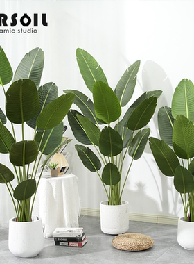 AIRSOIL仿真绿植蓝花楹装饰摆件