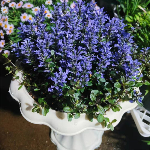 花叶筋骨草常绿宿根耐热耐寒耐阴荫地被花园拼色盘阳台趣味盆栽苗 - 图0