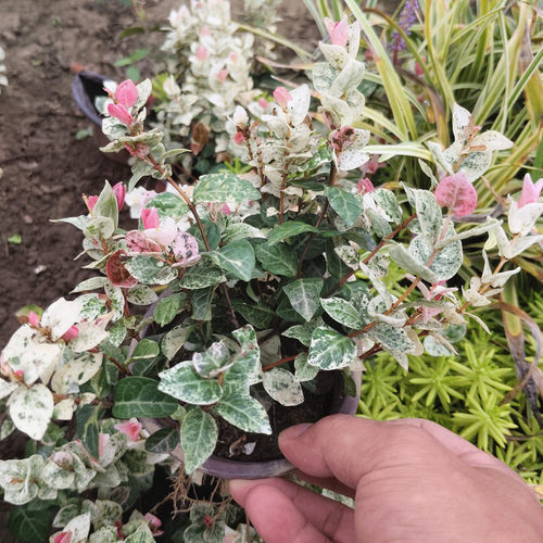 花叶络石盆栽阳台庭院好养植物五彩花卉室内彩叶垂吊可地载 - 图1