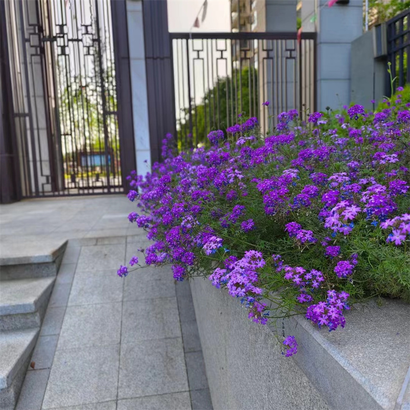 细叶美女樱庭院花园花镜种植多年生宿根地被植物耐寒耐热特好活-图2