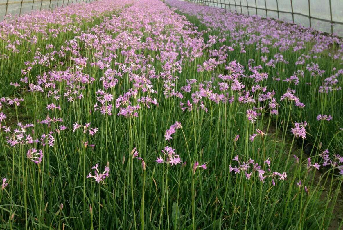 多年生宿根花卉庭院  紫娇花  花园植物苗耐寒耐热易种好活【5赠1 - 图2