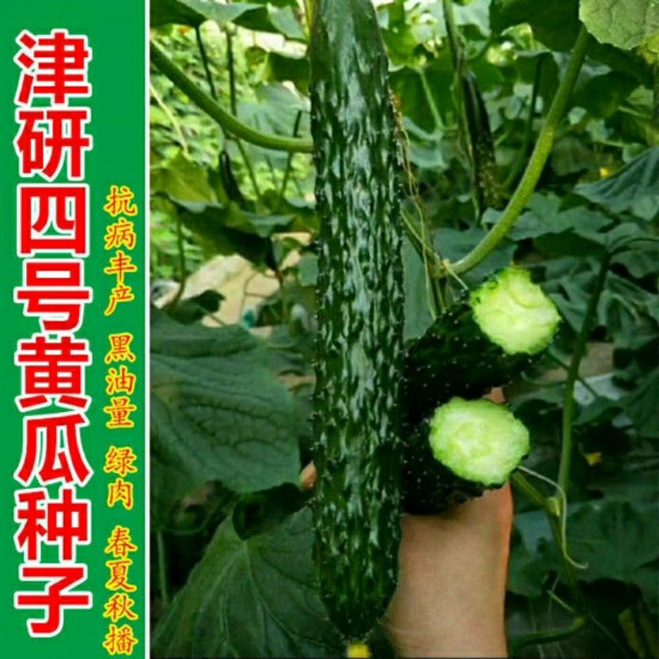 津研四号黄瓜种子绿皮绿肉抗热密刺青瓜籽阳台菜园大田水果蔬菜孑