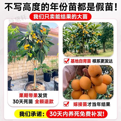 白玉枇杷树果苗特大号大果无核枇杷树苗南北方庭院耐寒四季水果 - 图2