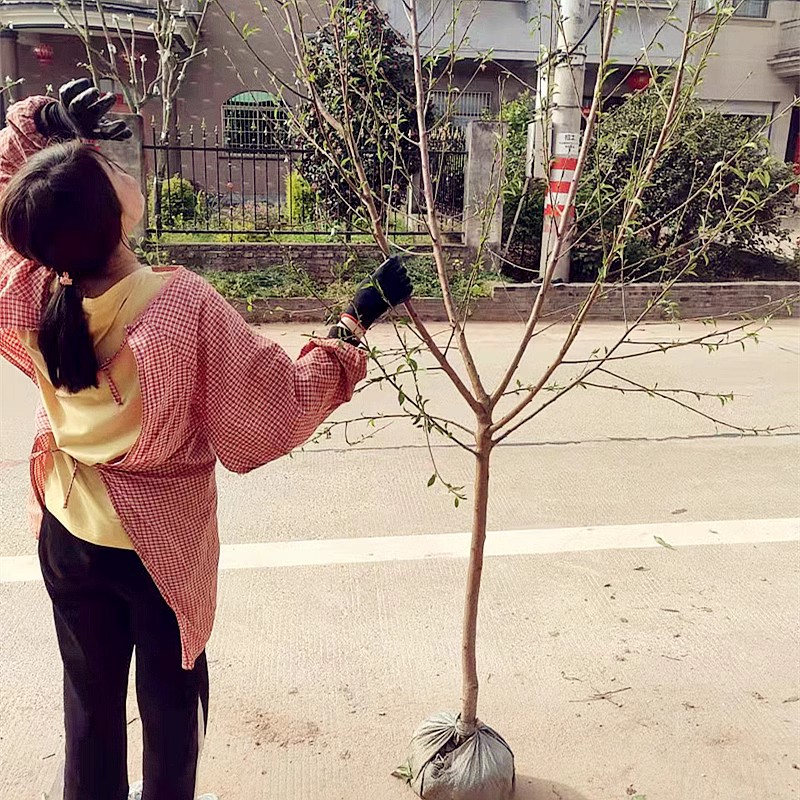 金秋红蜜桃果树苗南北方地栽庭院阳台盆栽种植特大嫁接苗当年结果-图2