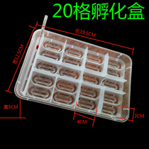 Climbing Darling Reptile Special Incubation Case Turtle Vigil Lizard Chameleon Chameleon Chameleon Hatchery Incubators Egg breeding box