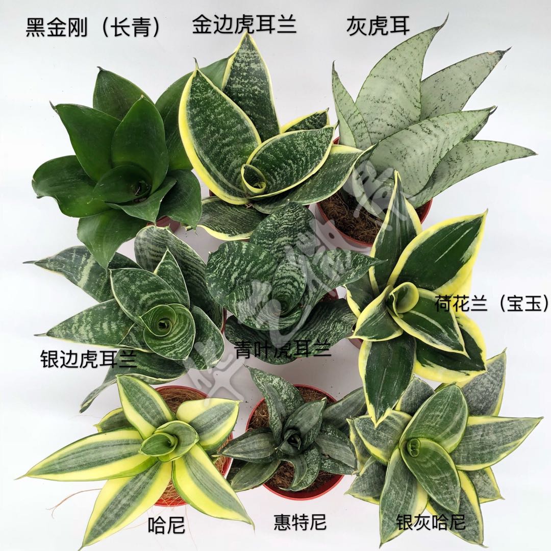 【华艺微景】虎皮兰虎耳兰春季呆萌肥美小芽哈尼荷花兰小芽水培 - 图2