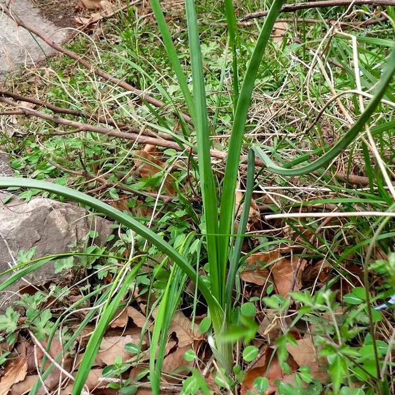 贵州特产新鲜野葱野蒜现挖应季苦蒜小根蒜香葱胡葱沙葱下饭菜带泥 - 图3