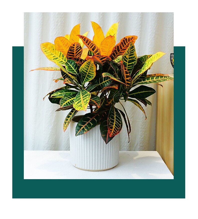 变色黄金木七彩室外阳台庭院耐热好养植物变叶木观叶彩色木本盆栽