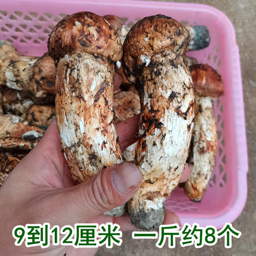 现货新鲜野生松茸菌出口级云南香格里拉土特产野山菌蘑菇顺丰包邮 - 图0