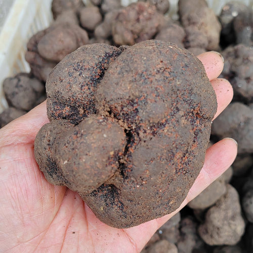 现货新鲜野生黑松露菌成熟黑色云南块菌猪拱菌白松露野生菌发顺丰 - 图0