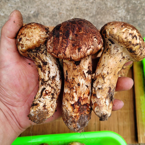 现货新鲜野生松茸菌出口级云南香格里拉土特产野山菌蘑菇顺丰包邮 - 图2