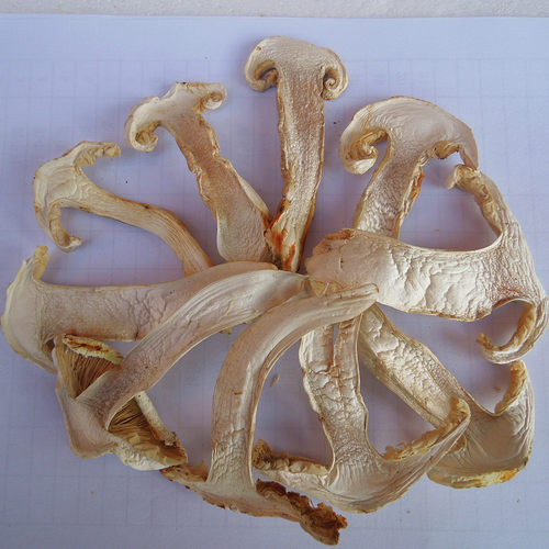 野生松茸菌去皮干货特价云南香格里拉土特产野菌蘑菇礼盒装包邮 - 图0