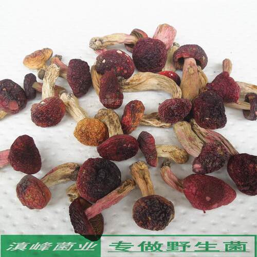 正宗野生月子红菇干货精品小菇朵 大红菌 红椎菌 云南普洱土特产 - 图1
