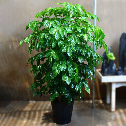 绿宝盆栽 植物室内大型绿植客厅幸福树盆栽小型树苗 净化空气 - 图0