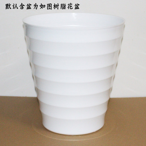 绿宝盆栽 植物室内大型绿植客厅幸福树盆栽小型树苗 净化空气 - 图3