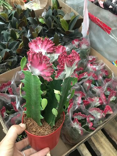玉麒麟麒麟掌彩春风五指山多肉植物仙人掌花卉绿植创意龙骨盆栽 - 图0