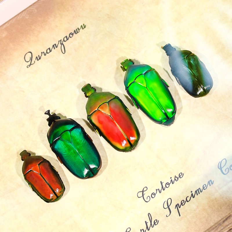彩色金龟组合款昆虫甲虫标本真虫装饰画展示框送儿童小众创意礼物 - 图1