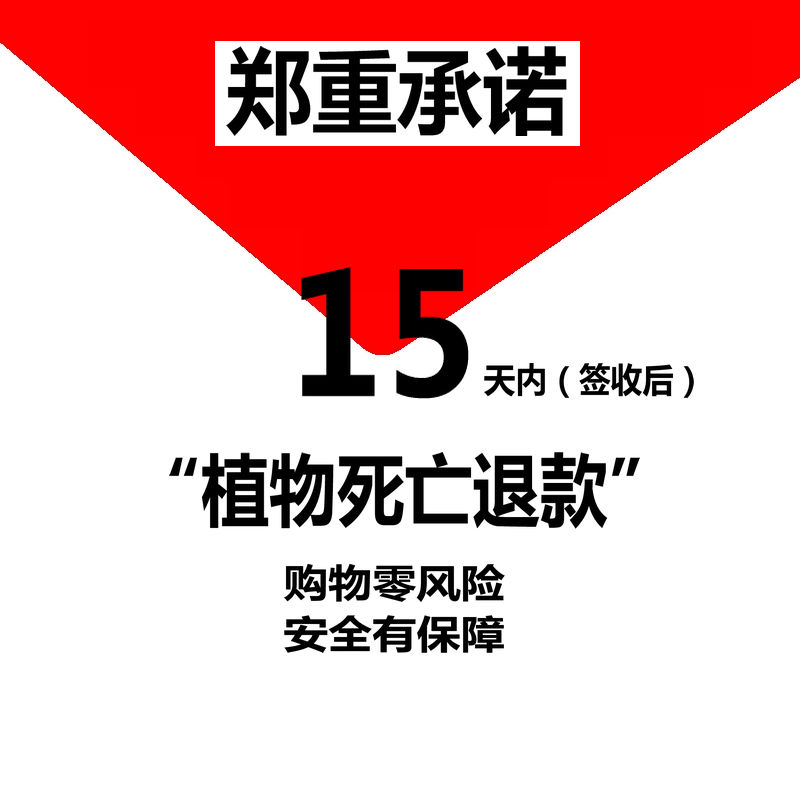 南非龟甲龙植物小苗裂纹美观实生块根类植物爬藤阳台花卉组合盆栽 - 图3