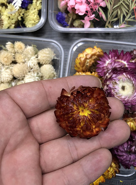 幼儿园装饰森系永生干花diy
