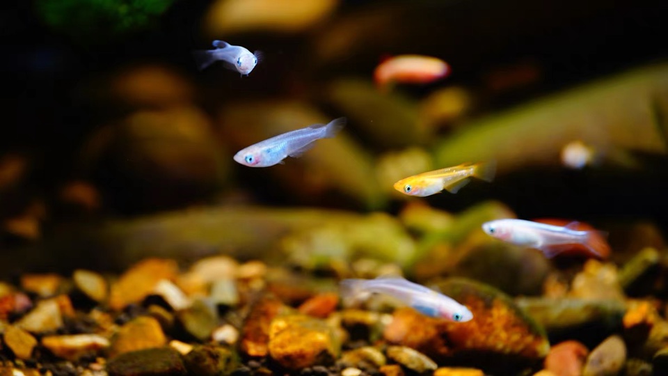 原生青鳉鱼卵观背青鳉锦鳉不打氧小型鱼群游冷水鱼除油膜 观背小可爱 淘优券