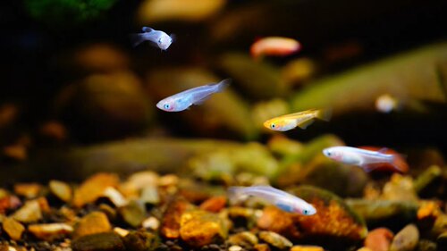 中华青鳉鱼非普通桂系 观背青鳉   小型鱼群游  除油膜活体饲料 - 图2