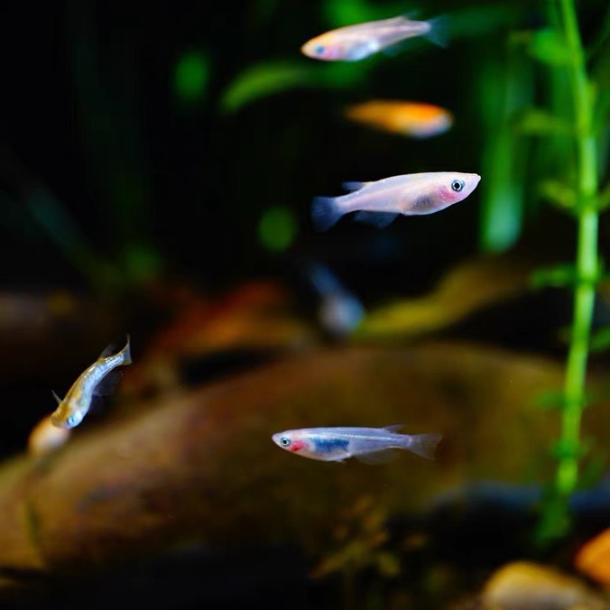 原生青鳉鱼卵观背青鳉锦鳉不打氧小型鱼群游冷水鱼除油膜 观背小可爱 淘优券