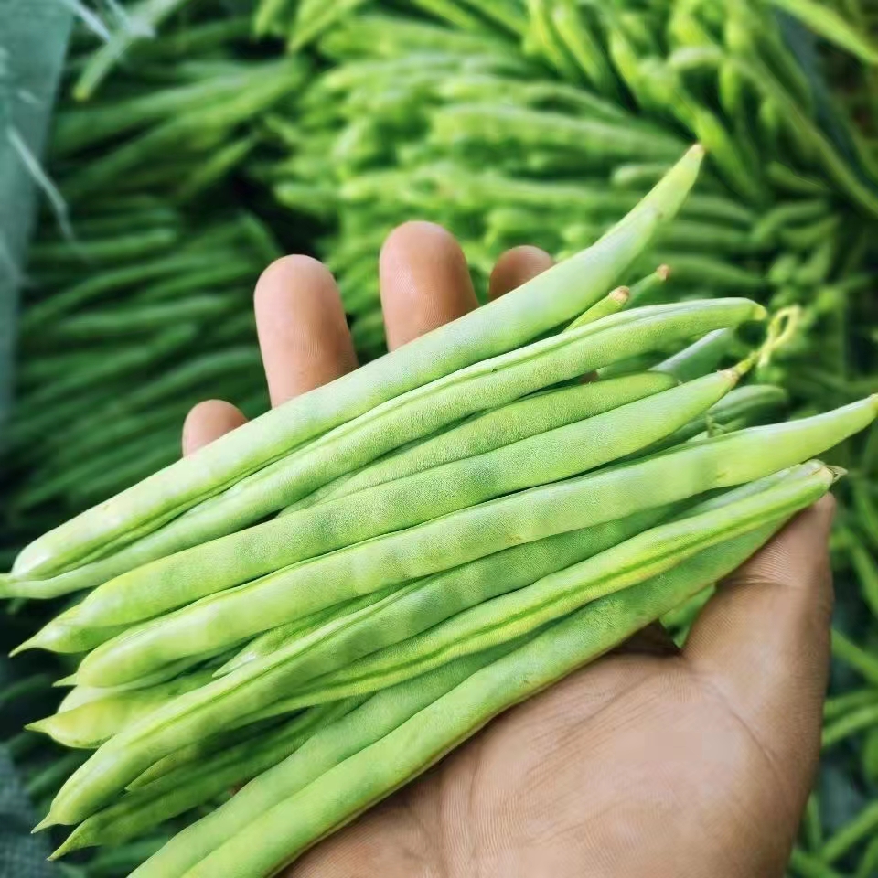 农家自种四季豆新鲜芸豆菜豆干煸嫩四季豆应季时令蔬菜无筋豆角 - 图0