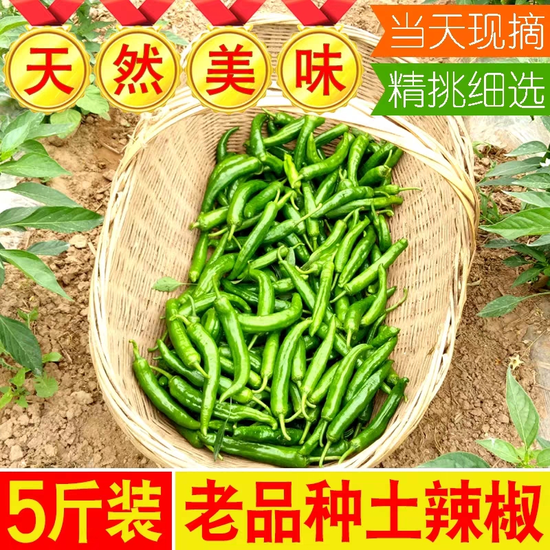 农家小尖椒湖北土广椒新鲜辣椒薄皮青辣椒二荆条胡椒当季青菜蔬菜 - 图1