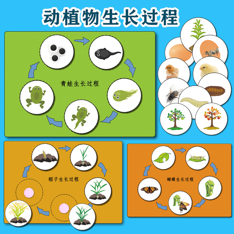 植物生长过程 新人首单立减十元 22年9月 淘宝海外