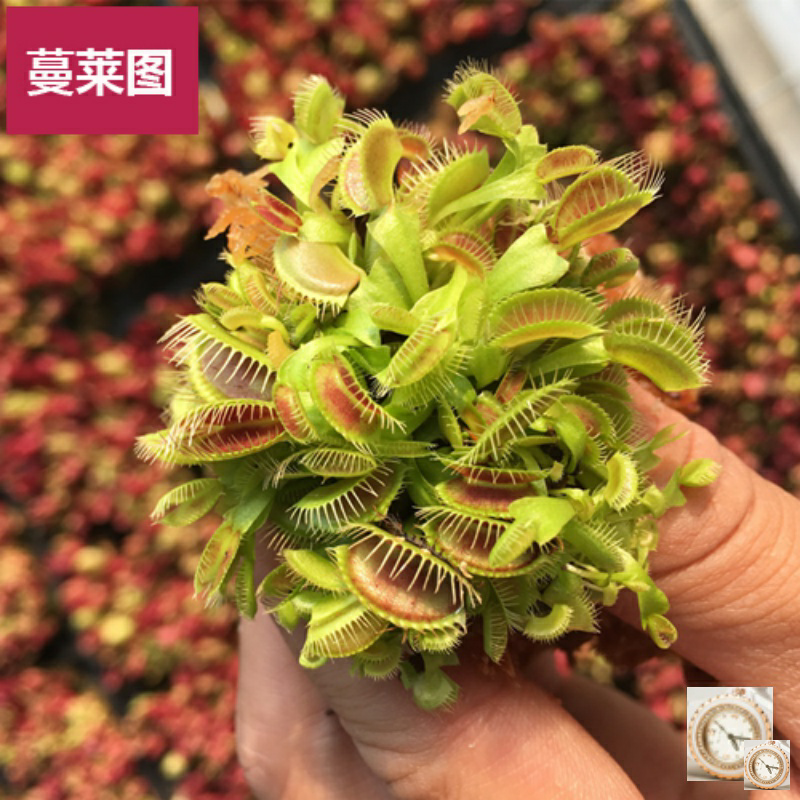 食人花植物盆栽 新人首单立减十元 21年9月 淘宝海外