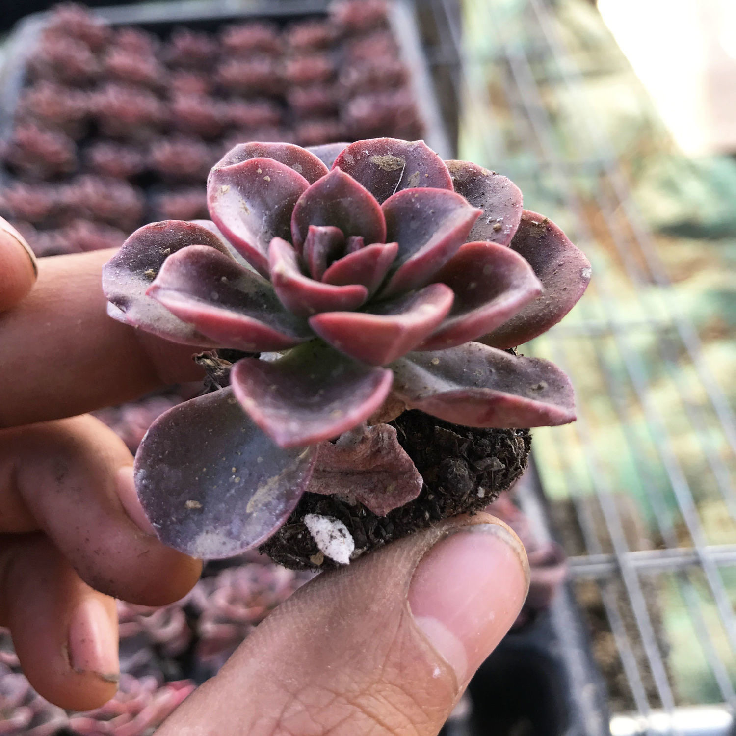 多肉植物巧克力方砖酱紫色肉肉新手多肉好养阳台露天懒人盆栽,淘宝优惠券,粉丝福利购,淘宝优惠卷